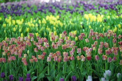 Close-up of purple tulip flowers in field