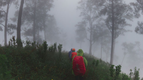 fog