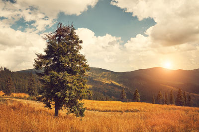 Trees on landscape against sky