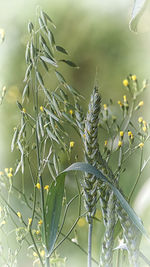 Close-up of fresh green plant