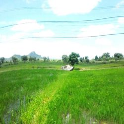 Scenic view of grassy field against sky