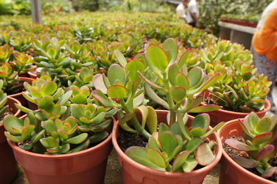 High angle view of succulent plants in greenhouse