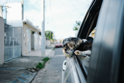 Portrait of dog peeking through car window