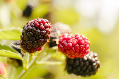 Close-up of blackberry growing on plant