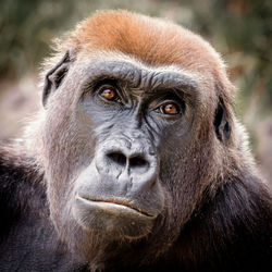 Close-up of gorilla