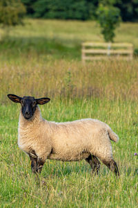 Sheep grazing on field