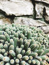 Close-up of cactus