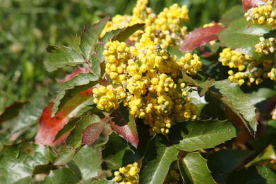 Close-up of yellow flowering plant