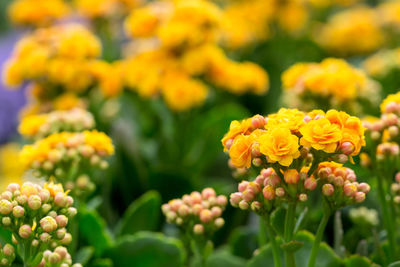 Close-up of yellow flowering plants