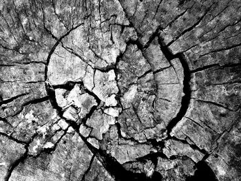 Full frame shot of tree trunk