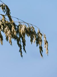Low angle view of crops against clear blue sky