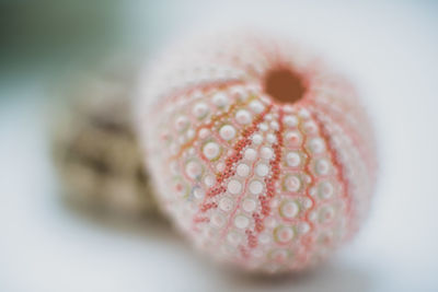 Close-up of strawberry over white background