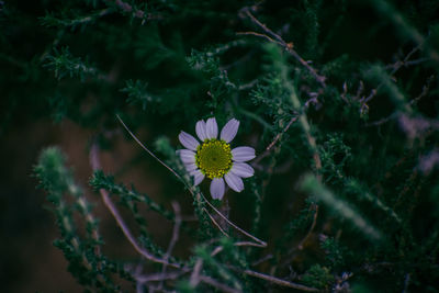 Close-up of white daisy flowers