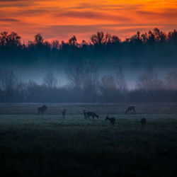 Horses in a field