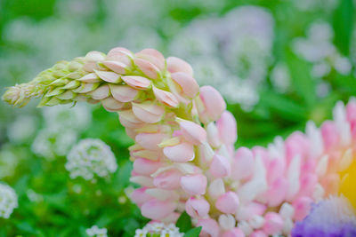 Close-up of pink flowering plant