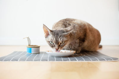 Close-up of cat sitting against white background