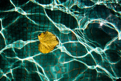 Full frame shot of green leaves