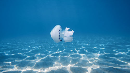Big jellyfish swim underwater in the ocean