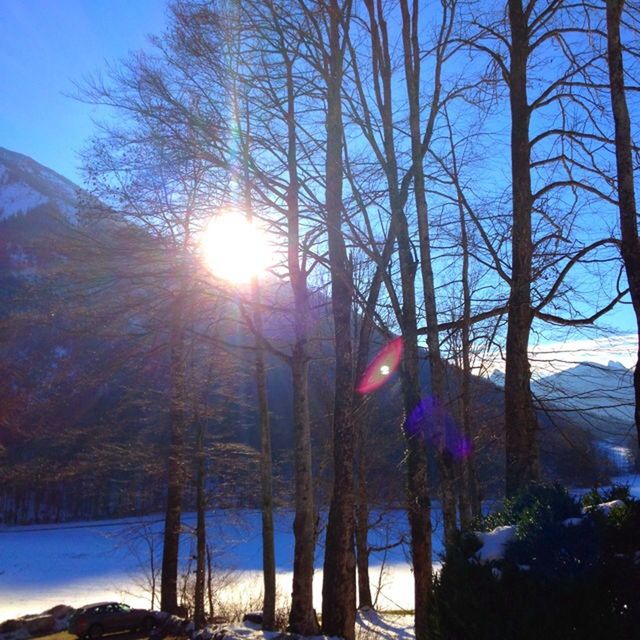 sun, tree, sunbeam, tranquility, sunlight, winter, tranquil scene, snow, beauty in nature, scenics, lens flare, cold temperature, nature, clear sky, bare tree, water, branch, tree trunk, blue, sky