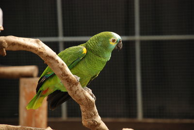 Close-up of parrot perching in cage