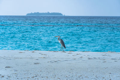 A close-up of a beautiful heron on a tropical beach. impressive image for any use.