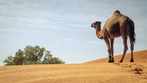 View of a desert