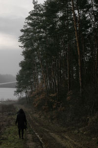 Dog walking on road by trees