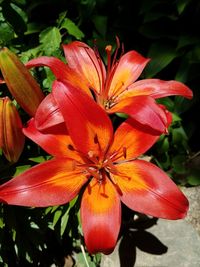Close-up of orange day lily blooming outdoors