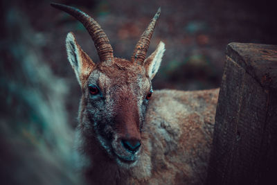 Close-up portrait of deer