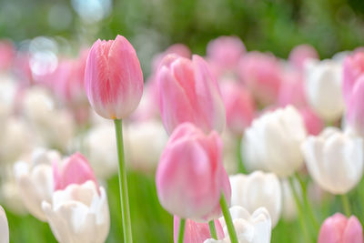 Close-up of pink tulips