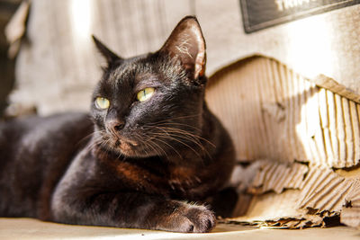 Close-up of cat resting