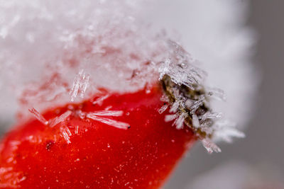 Close-up of frozen flower during winter