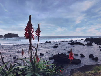 Scenic view of sea against sky
