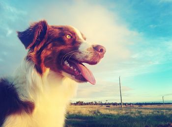 Dog standing on field against cloudy sky