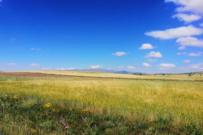 Scenic view of field against sky