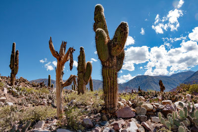 Cactus growing in desert against sky