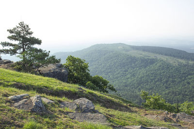 Scenic view of landscape against clear sky