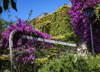 Purple flowering plants against sky