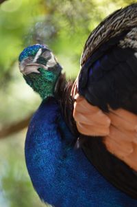 Close-up of peacock