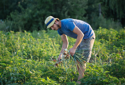 Farmer harvesting onions on organic farm