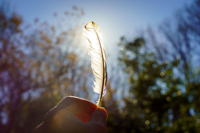 Close-up of hand holding feather against sky