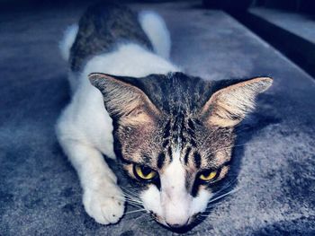 Close-up portrait of cat