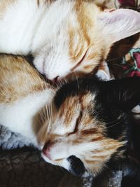 Close-up of cat sleeping