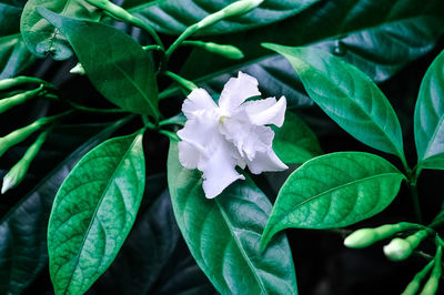 Close-up of white flowering plant leaves