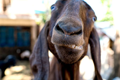 Close-up portrait of a horse