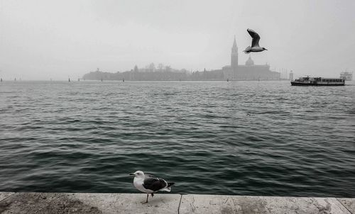 Seagull perching in water