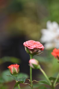 Beautiful background of red rose flower on background  with leaves in the garden of roses wallpaper