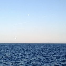 Birds flying over sea