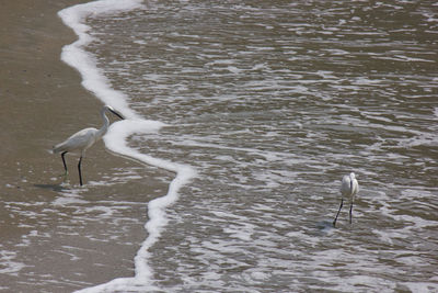 High angle view of gray heron on beach