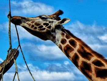 Low angle view of giraffe against sky